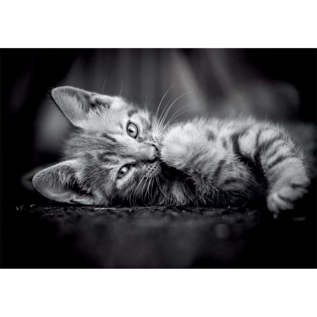 Clementoni High Quality Collection Puzzel Kitten 1000 Stukjes + Poster